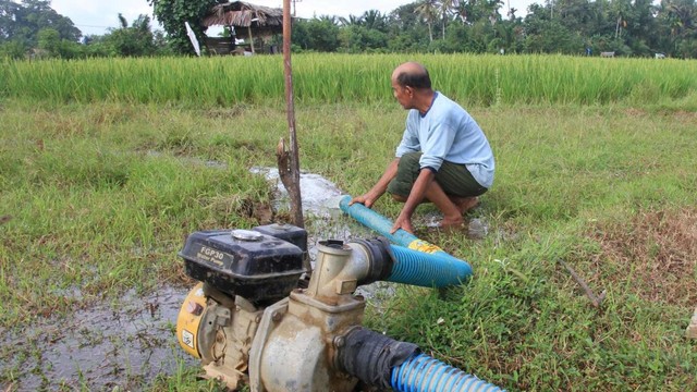 Dapat Program RJIT, Pertanian di Kabupaten Sekadau Berkembang Pesat (25991)