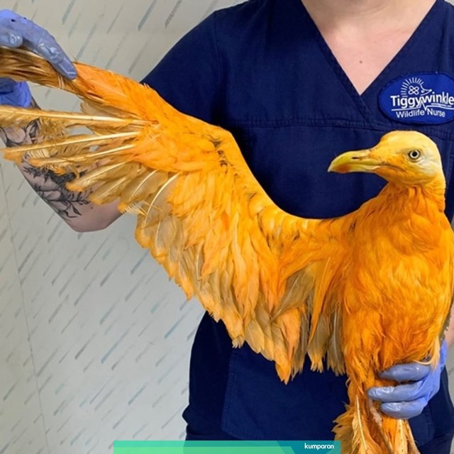 Burung Camar yang bulunya tertutupi oleh kuah kari. Foto: Tiggywinkles Wildlife Hospital/Facebook