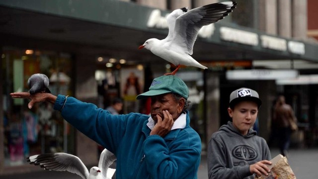 Burung camar di Australia