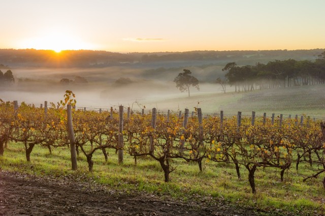 Kebun Anggur di Margaret River, Australia Barat