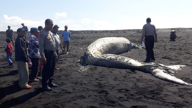 Paus 11 Meter Mati Membusuk di Pantai Bambang Lumajang  kumparan.com