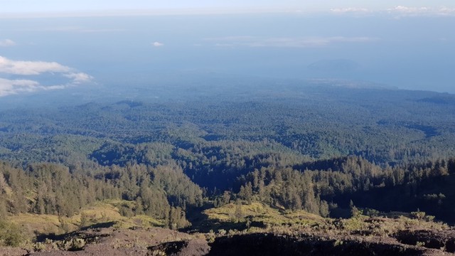 pemandangan pepohonan di bagian utara dari puncak tambora.jpg
