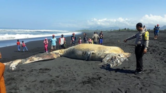 Paus terdampar di Pantai Bambang Lumajang. (Foto : Polsek Pasirian)
