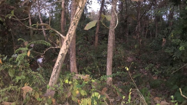 Lokasi penemuan mayat, di hutan jati di area Petak 113 KRPH Jati Kusumo, Dukuh Loji Ijo, Desa Kalisari, Kecamatan Randublatung, Kabupaten Blora. 