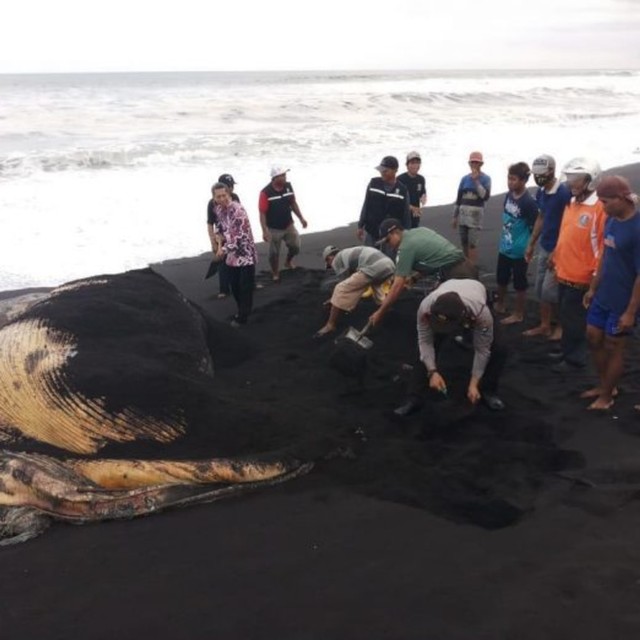 Ekosistem Rusak, Penyebab Paus Mati hingga Terdampar di Pantai Bambang