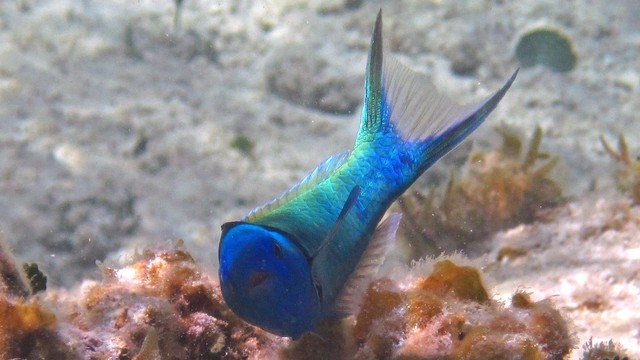 Ikan bluehead wrasse di Pulau San Salvador, Bahama. Foto: James St. John (CC BY 2.0)