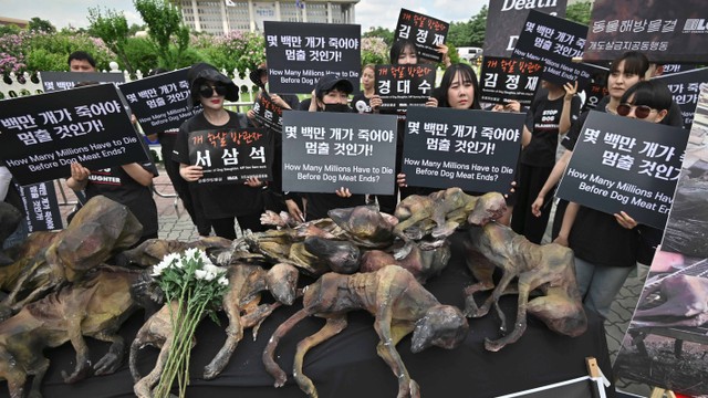 Sejumlah aktivis perlindungan hak-hakhewan Korea Selatan meletakan patung menyerupai anjing mati pada protes terhadap perdagangan daging anjing, di depan Gedung Parlemen Korea Selatan,  Seoul, Jumat (12/7). Foto: AFP/Jung Yeon-je