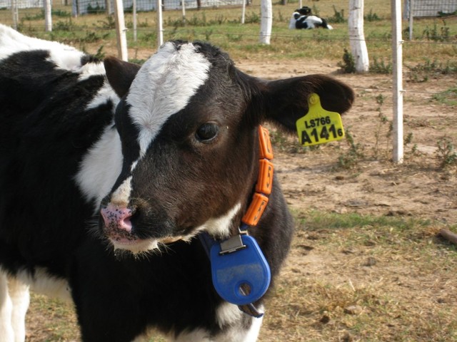 A_calf_with_eartag_and_transponder_in_Agentina.jpg