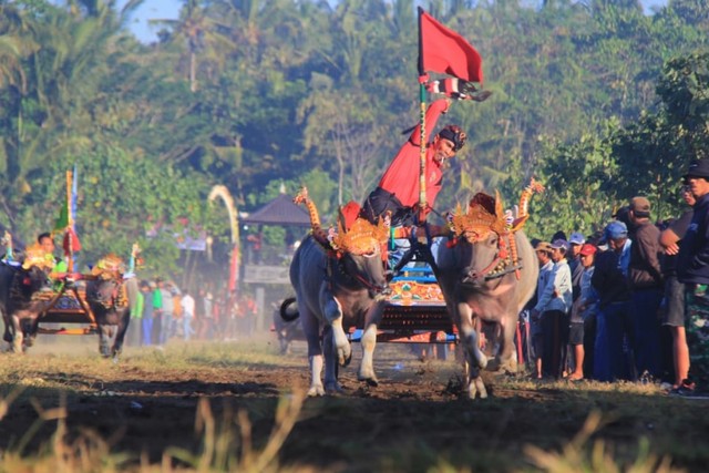 Adu balap kerbau tradisional Makepung di Jembrana, Bali, menjadi daya tarik wisata daerah ujung barat Pulau Bali ini. (kanalbali/KR11)