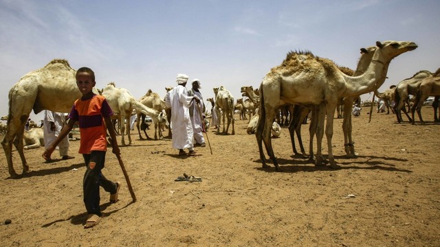 Sejumlah unta di pasar unta El-Molih di Barat Kota Kembar Omdurman, Sudan. Foto: AFP/ASHRAF SHAZLY