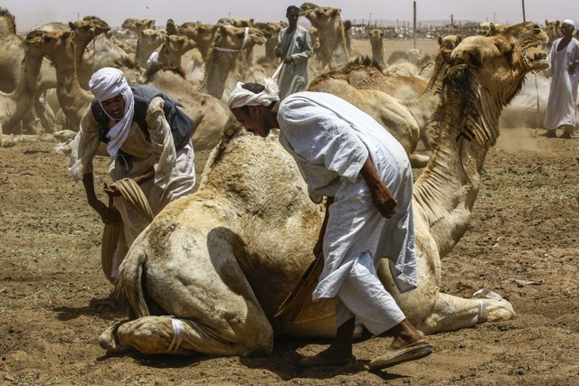 Sejumlah pengembala mengikat kaki unta yang akan diangkut ke dalam truk, di pasar unta El-Molih di Barat Kota Kembar Omdurman, Sudan. Foto: AFP/ASHRAF SHAZLY