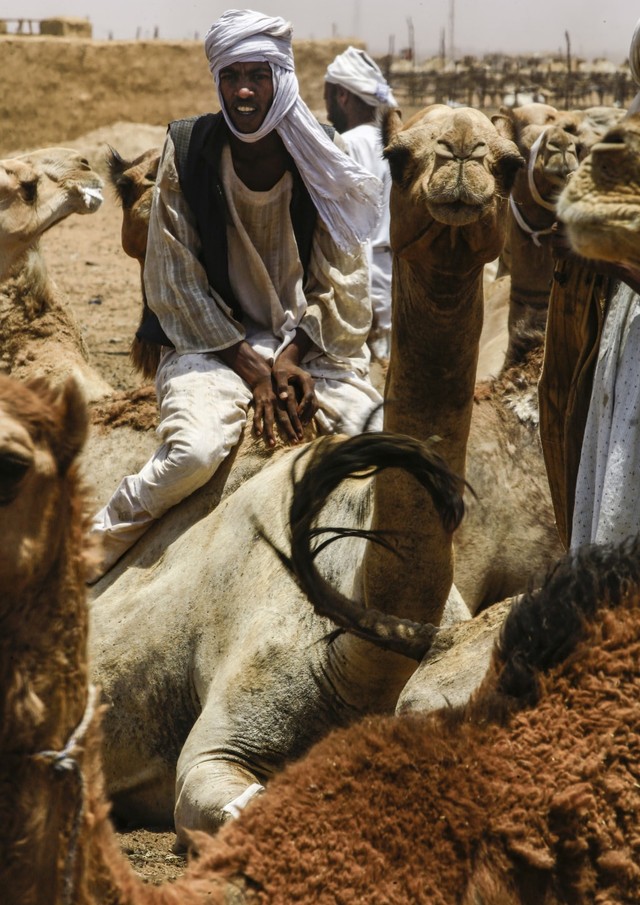Foto: Melihat Pasar Unta di Tengah Konflik Sudan (124591)