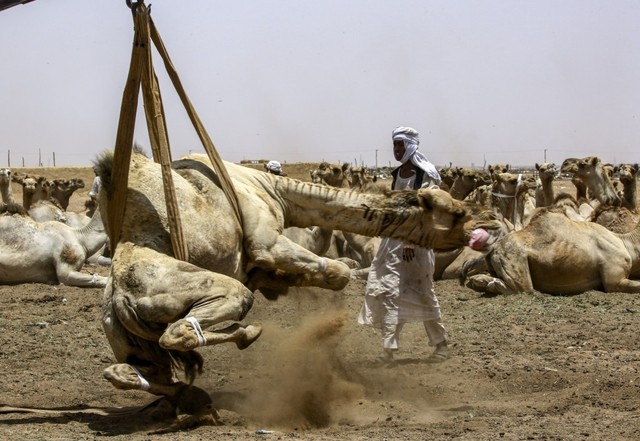 Seekor unta diangkut menggunakan mobil pengangkut untuk dimuat ke dalam truk, di pasar unta El-Molih di Barat Kota Kembar Omdurman, Sudan. Foto: AFP/ASHRAF SHAZLY