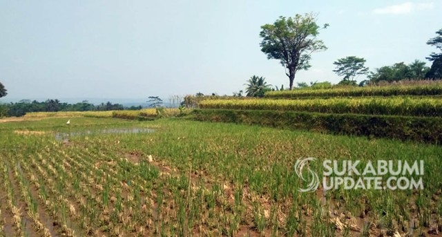 Kesulitan air bersih melanda Desa lebaksari, Kecamatan Parakansalak, Kabupaten Sukabumi akibat kemarau. Tak hanya air bersih, lahan pertanian juga kekurangan pasokan air. | Sumber Foto:CRP 3