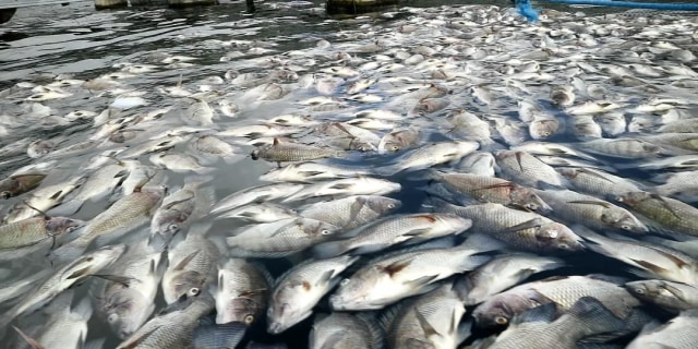 Ikan mati di Danau Batur Foto: Istimewa
