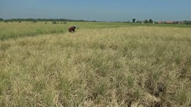 Hamparan padi di Kecamatan Sumberrejo yang gagal panen, lantaran kekurangan pasokan air. Kamis (18/07/2019).