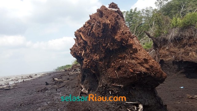 Akibat Abrasi, 4 Pulau Gambut di Riau Terancam Tenggelam (27967)