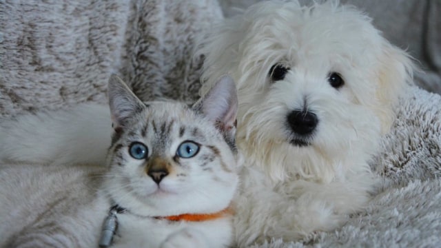 Kucing dan Anjing Foto: Pixabay