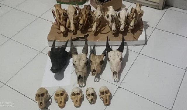 Barang bukti berupa tengkorak satwa liar Yaki, Babi Rusa dan Anoa yang berhasil diamankan Direskrimsus Polda Sulawesi Utara