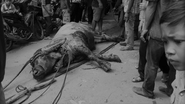 Kerbau yang sudah tewas saat prosesi tabuh di Kelurahan Tumbang Miri, Kecamatan Kahayan Hulu Utara, Kabupaten Gunung Mas, Sabtu (20/7). Foto: Riski Syahbandi/banjarhits.id