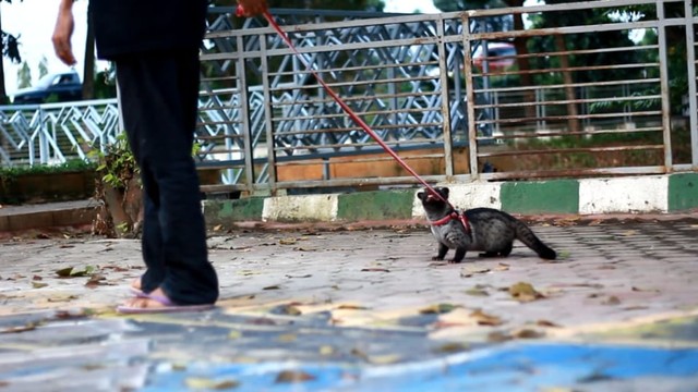 Sering Dianggap Hama, Ternyata Musang Hewan yang Sangat Lucu Loh 