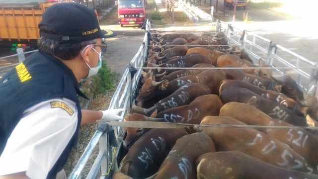 com-Aktifitas petugas Karantina Pertanian Wilker Gilimanuk, BKP Kelas II Denpasar saat lakukan pemeriksaan terhadap media pembawa berupa hewan ternak sapi di Penyeberangan Bali - Jawa, Minggu (21/7) Foto: Dok. Baratan RI