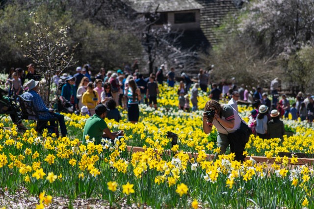 Daffodil Hill di California, Amerika Serikat Foto: Shutter Stock