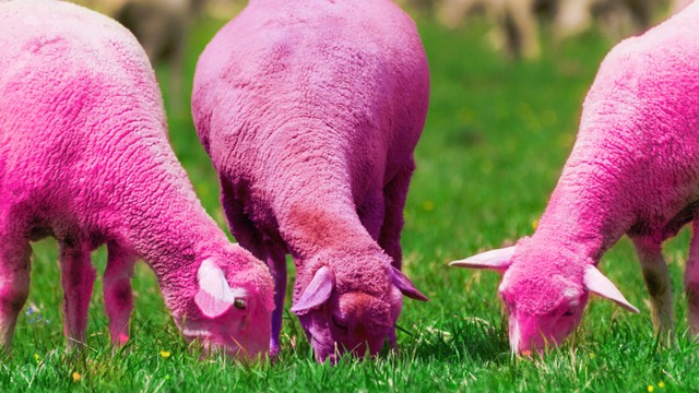 Ilustrasi domba berwarna pink. Foto: Shutterstock