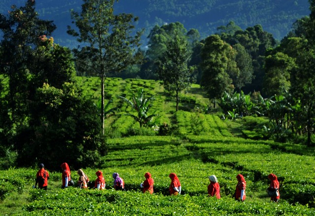 Berjalan melintasi perkebunan teh (Foto : Jamal Mahfudz)