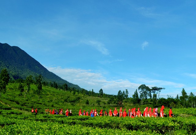 Foto: Menyusuri Perkebunan Teh di Puncak, Bogor (172503)