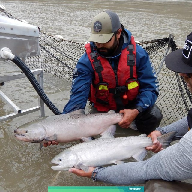 Petugas menunjukkan ikan salmon yang sempat terjebak dari longsoran tanah dan batu di pinggiran Sungai Fraser, British Columbia, Kanada. Foto: Courtesy of Incident Command Post (ICP)/Handout via REUTERS