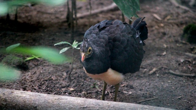 Burung maleo yang hidup di pedalaman Hutan Hungayono, Kabupaten Bone Bolango, Gorontalo, Selasa, (23/7). Foto: Rahmat Ali/banthayoid