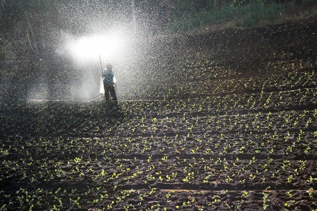 Kementan Imbau Petani Beli Pestisida yang Sudah Terdaftar di Ditjen PS