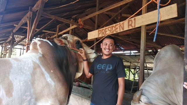Jokowi membeli sapi jenis ongole seberat 1,1 ton seharga Rp 85 juta dari peternak di Palembang. (Foto: Ur-ban.id)