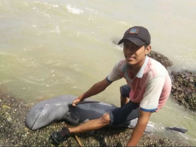 Yadi menunjukkan lumba-lumba yang terdampar di Pulau Penibung. Foto: Dok Hi!Pontianak.