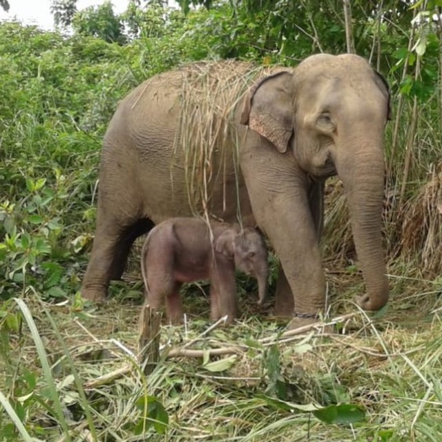 Gajah Suci dan anaknya yang baru lahir. Dok. BKSDA Aceh