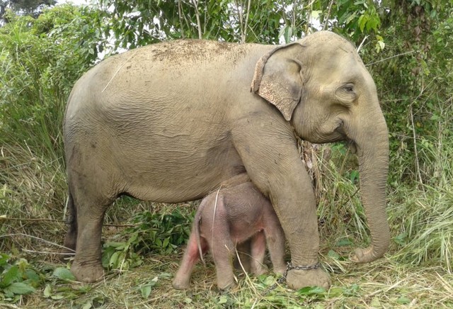 Gajah Suci2.jpeg