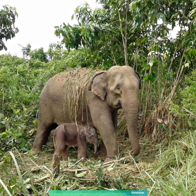 Bayi gajah di Convervation Respon Unit (CRU) Alue Kuyun, Aceh Barat, Rabu (24/7)