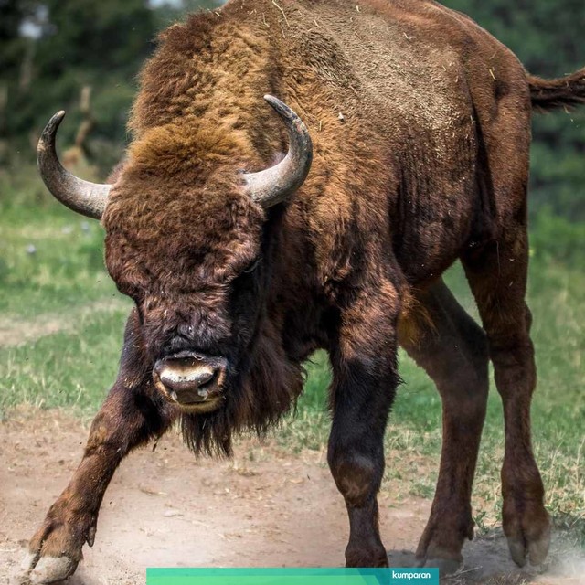 Bison. Foto: Pixabay