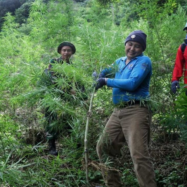 BNN, Ganja, Aceh Selatan