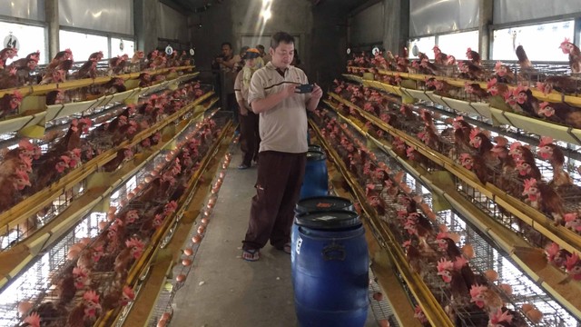 Suasana kandang ayam Research Japfa Comfeed Indonesia Tbk di Mojokerto, Jawa Timur. Foto: Abdul Latif/kumparan