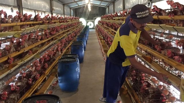 Petugas membersihkan kandang ayam Research Japfa Comfeed Indonesia Tbk di Mojokerto, Jawa Timur. Foto: Abdul Latif/kumparan