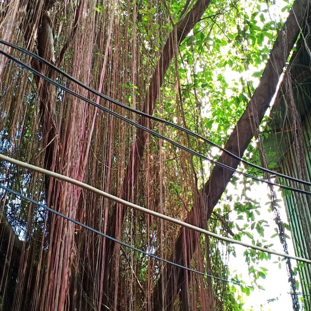 Pohon beringin yang diduga berhantu di Gang Haidar RT 6, Jalan Pangeran Samuder, Kelurahan Kertak Baru Ulu, Kota Banjarmasin. Foto: Zahidi/banjarhits.id