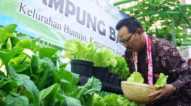 Wakil Walikota Yogyakarta, Heroe Poerwadi, saat memanen selada di Kampung Badran, Kamis (25/7/2019). Foto: adn.