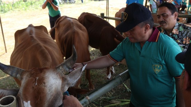 Lomba Ternak Sapi dan Kambing yang digelar Pemkab Blora di lapangan Desa Trembulrejo Kecamatan Ngawen Kabupaten Blora. Kamis (25/07/2019).