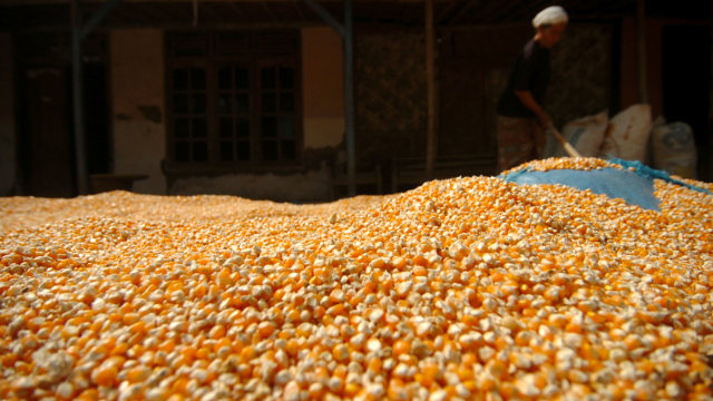 Peternak Minta Pemerintah Impor Jagung untuk Tekan Harga Pakan Ternak (1)