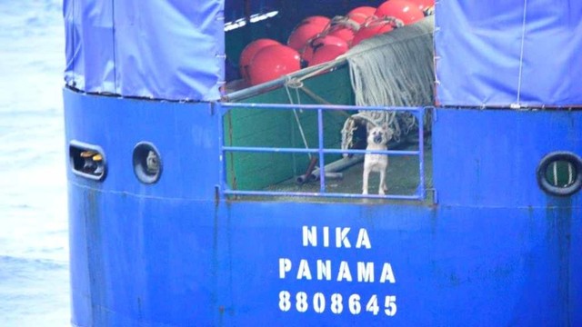 Proses penangkapan kapal jumbo maling ikan MV NIKA. Foto: Dok. Satgas 115