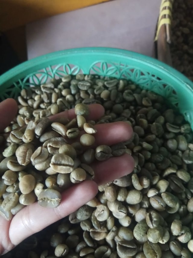 Biji kopi liberika khas Desa Kumpai Batu Atas, Kecamatan Arut Selatan, Kabupaten Kotawaringin Barat. (Foto: Fiyya)