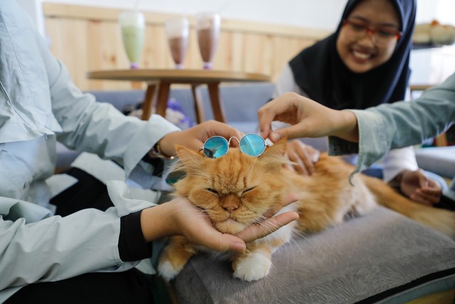 Suasana di Neko Kepo Cat and Cafe. Dok. Basra