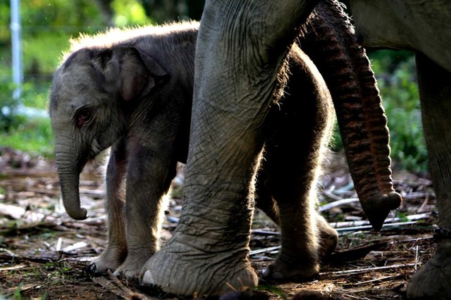 Anak Gajah Sumatera yang baru lahir berada di antara kaki dan belalai induknya di kandang Conservation Response Unit (CRU) Alue Kuyun, Woyla Timur, Aceh Barat, Aceh. Foto: ANTARA FOTO/ Irwansyah Putra